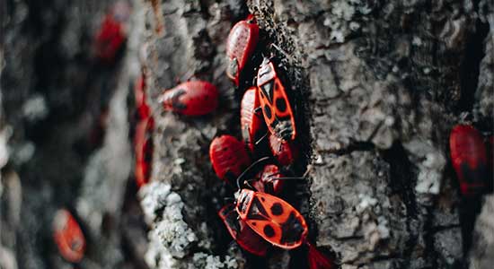 ants on tree bark