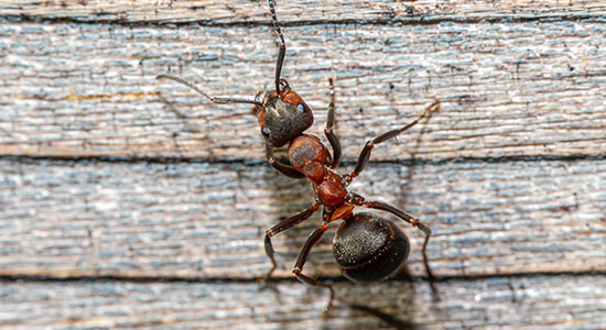 Black ant on a wooden surface.