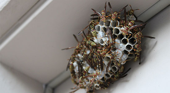 wasp and bees nest